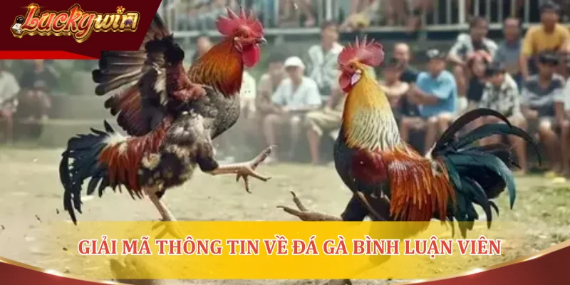 Giải mã thông tin về đá gà bình luận viên